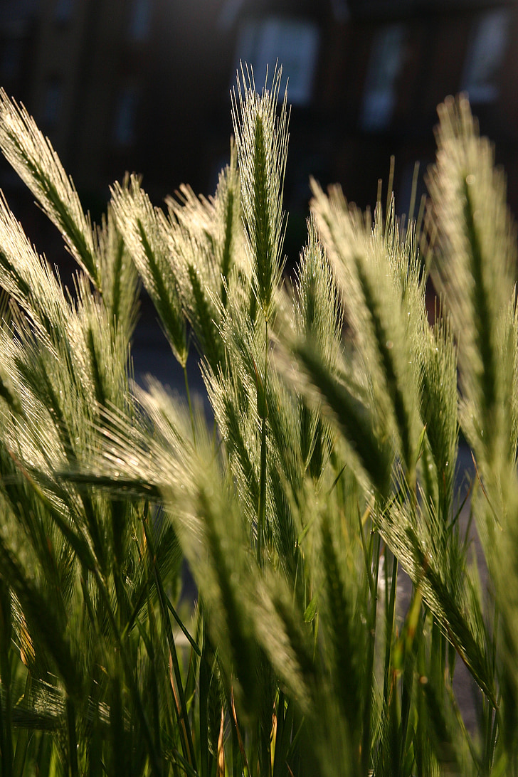 grass, many, respect, together, grain, cereal, portrait
