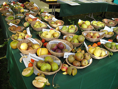 apples, fruit, fruits, pomology, fruit recognition, food, apple varieties