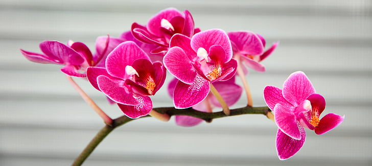 Orhideja, rozā, Flora, puķe, daba, kode orhideja, rozā krāsa