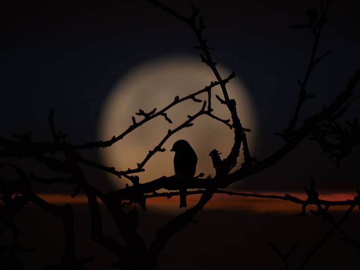bird, evening, moon shadow, branches, against moon, sky