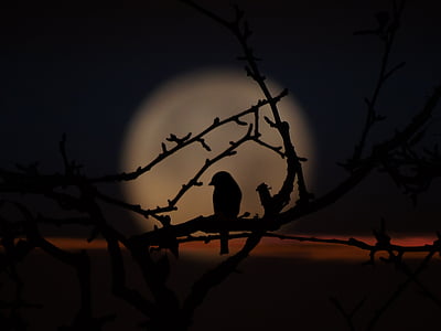 птица, вечерта, Луната сянка, клонове, срещу Луната, небе
