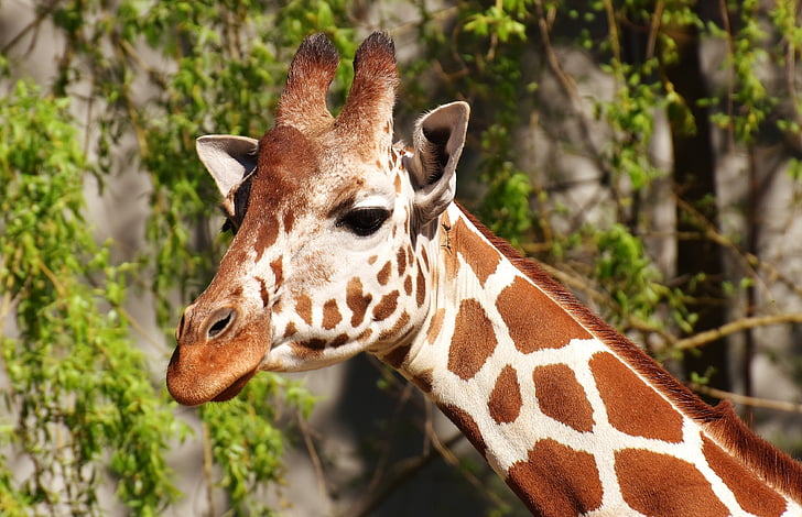 girafa, animal salvatge, taques, jibe llarg, animals, Àfrica, zoològic