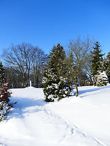 zimné, sneh, mrazivé, za studena, Winter stromov, stromy, Príroda