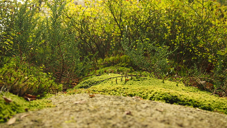 grene, skov, grøn, landskab, miniature, Moss, natur