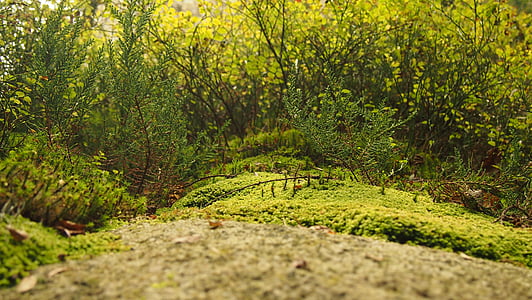 sucursales, bosque, verde, paisaje, miniatura, Moss, naturaleza