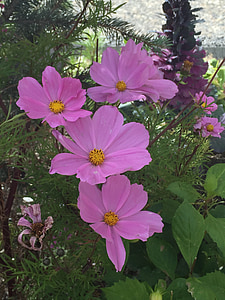 cosmos, flower, nature, flora, summer, blossom, colorful