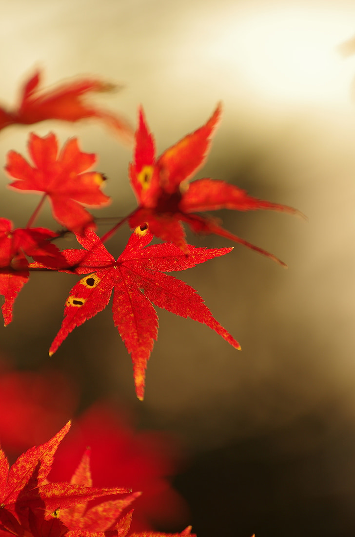 folhas de outonais, Maple, Outono, arboreto, Maples, vermelho, folha de plátano