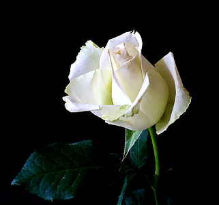 rose, plant, tender, nature, rose bloom, flower, white rose
