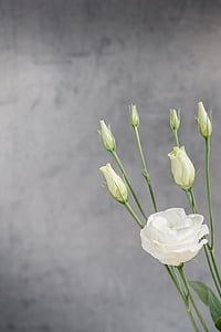 lisianthus, flor, flor, floración, Blanco, flor blanca, pétalos de