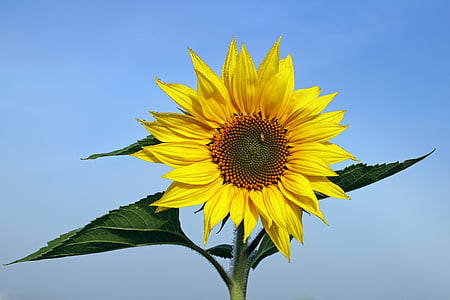 Sun flower, květ, žlutá, závod, květ, Bloom, Krásné