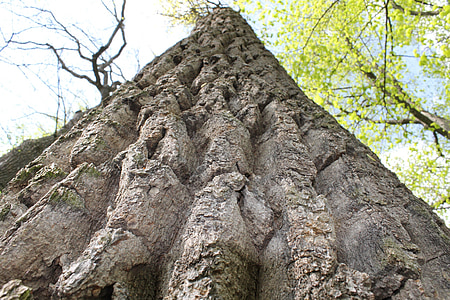 bark, tree bark, ridge, tree, nature, landscape, cracks