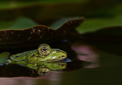 ếch, Ao, vườn Ao, water lily, màu xanh lá cây, nước, động vật thủy sản