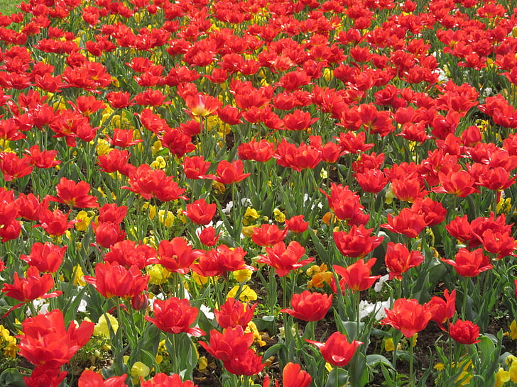 花, 红色, 春天, 自然, 花园, 植物, 花香