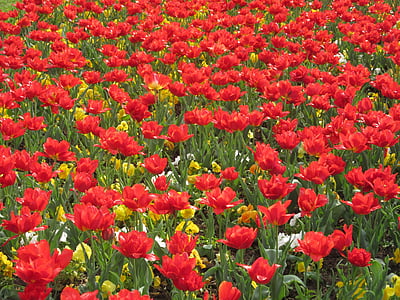 Blumen, rot, Frühling, Natur, Garten, Anlage, Floral