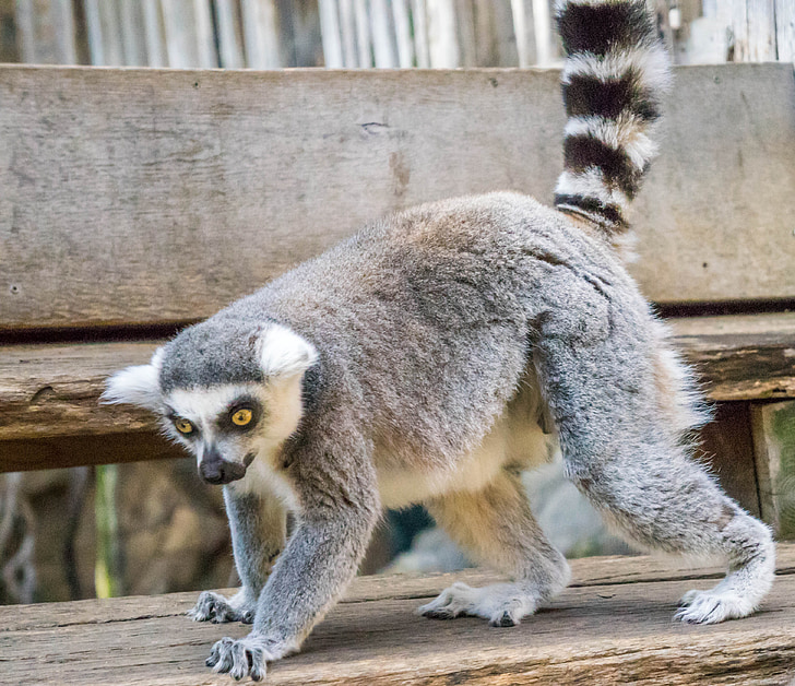 lemur, nature, eyes, skansen, playful, furry, cute