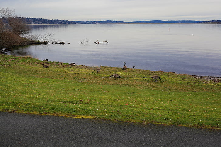 Lago, Washington, noroeste, natureza, paisagem