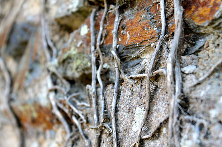 raízes, natureza, parede