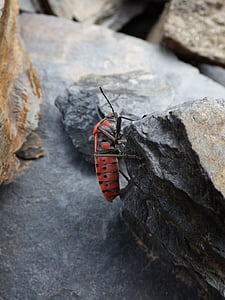insekt, Bille, rød og sort, bug, detaljer