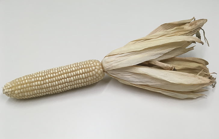 corn, corncob, food, maize, kernel, white, grain