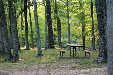 stół piknikowy, stół, Woods, nieostrość, piknik, Natura, lasu