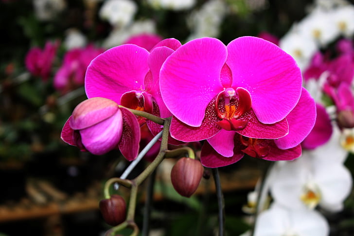 orchidea, ružový kvet, fialová, Flora, kvet, Príroda, Moth orchidea