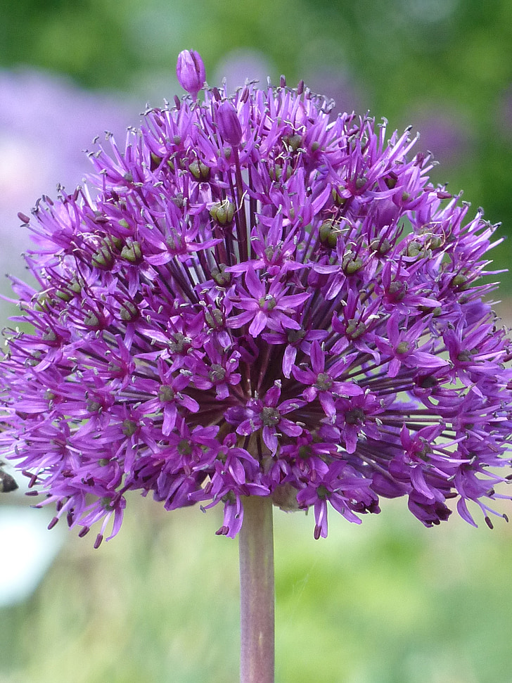 ornamental onion, allium, purple, spring, blossom, bloom, flower