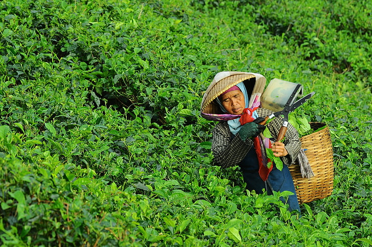người phụ nữ, thu hoạch, trà, người, làm việc, thực phẩm, nông nghiệp