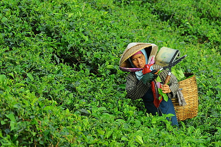 woman, harvesting, tea, person, working, food, agriculture