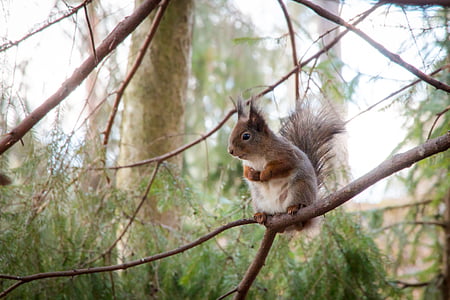 veverica, gozd, drevo, živali, finščina, narave, fotografije narave