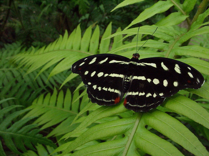 Motyl, pomarańczowy naprzemienne Szewc, Kobieta, owad, czarny, roślina, biały