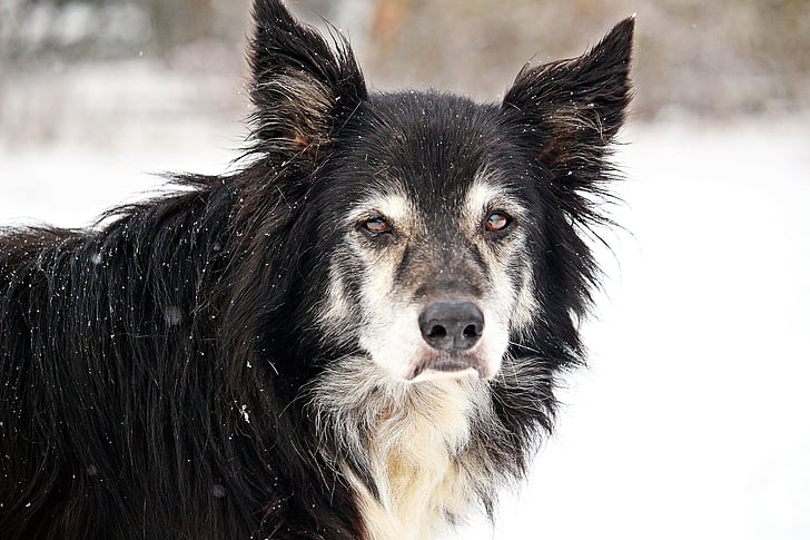 dog, border, snow, old dog, herding dog, collie, british sheepdog