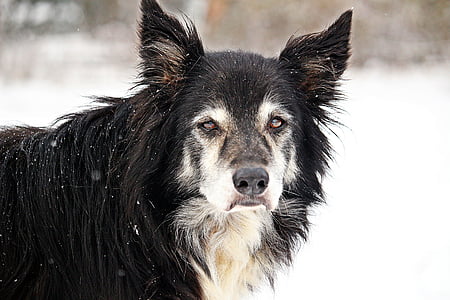 anjing, perbatasan, salju, anjing tua, menggiring anjing, collie, anjing gembala Inggris