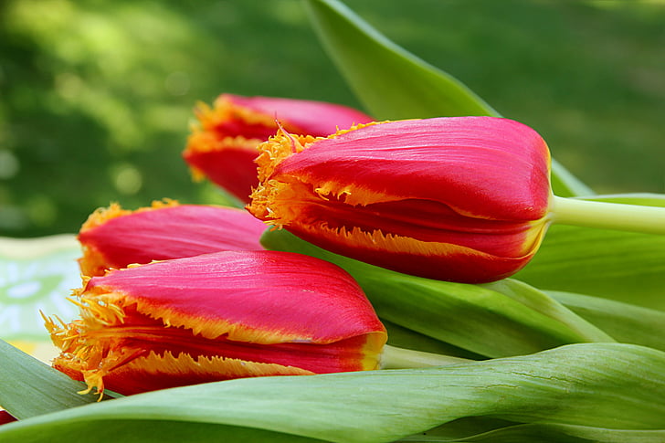 tulpe, puķe, Tulipa, sarkans, dzeltens, guļ, Pavasaris, daba