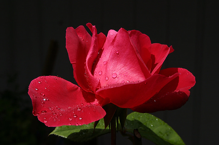 Rose, rdečo vrtnico, rdeča, romance, padec, žamet, izolirani