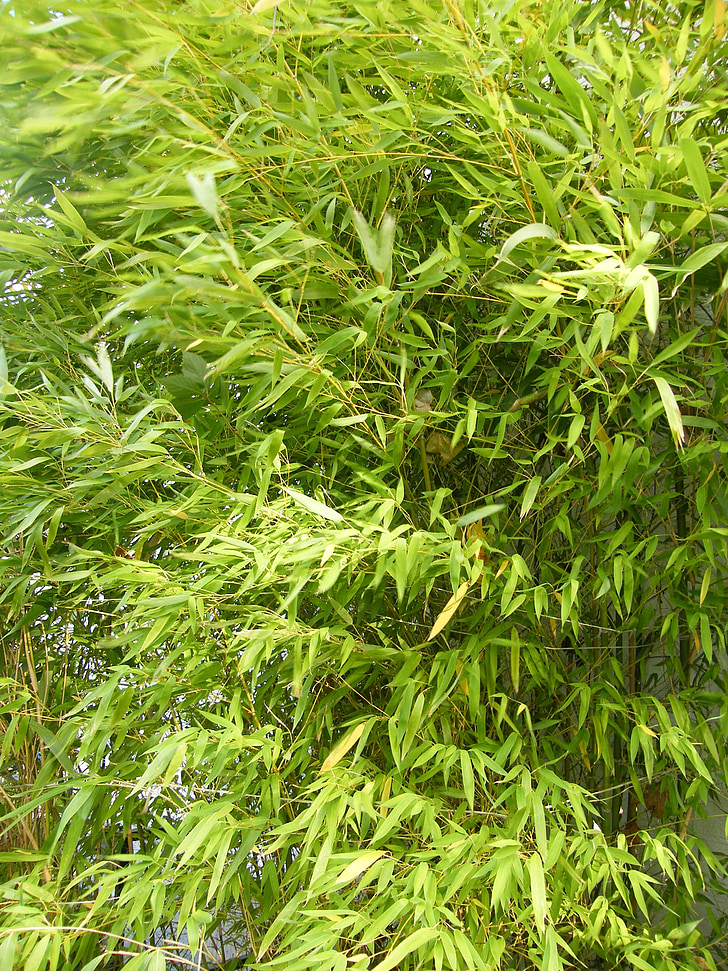 Bamboo, Aasia, Puutarha, vihreä, kesällä, Sulje, lehdet