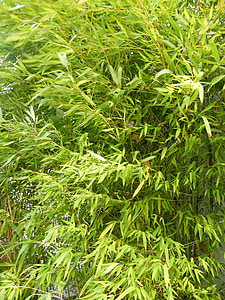 bambuko, Azija, sodas, žalia, vasaros, uždaryti, lapai
