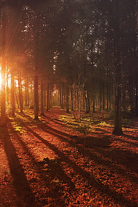 Forest, Sunrise, Príroda, Príroda, slnko, svetlo, Slnečné svetlo