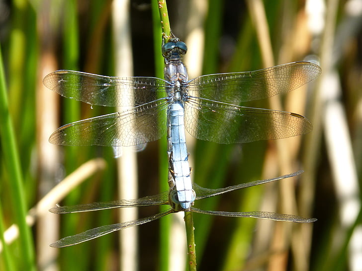 Dragonfly, blå dragonfly, par, reproduktion, insekter parring, parring, flyvende insekt