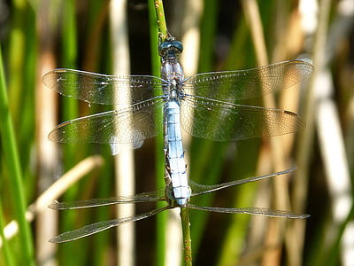 libellula, Libellula blu, coppia, riproduzione, insetti accoppiamento, accoppiamento, insetto volante