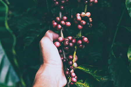 blur, close-up, fruits, hand, leaves, outdoors, plants