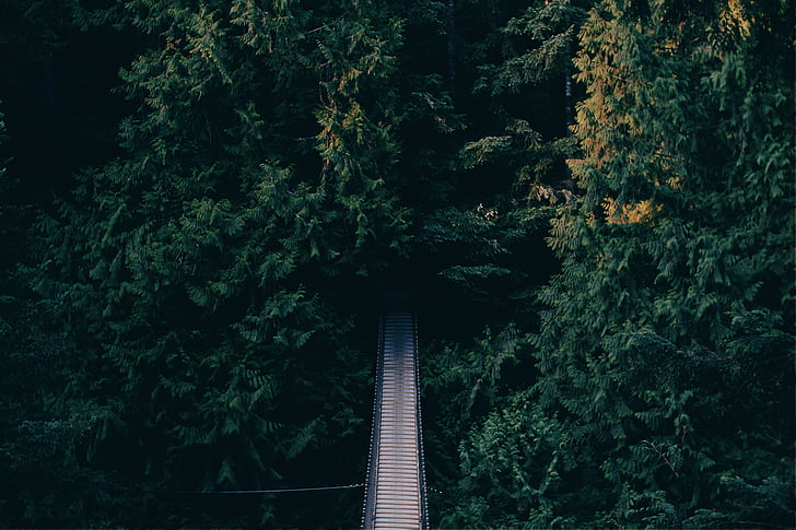 bridge, nature, woods, trees, forest, aerial, green