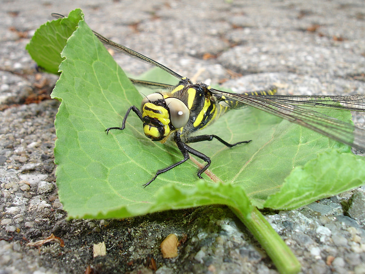 dragonfly, insect, yellow, flight insect