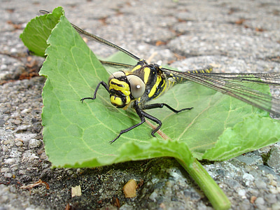 Dragonfly, insekt, gul, flyg insekt
