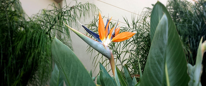 fleur oiseau du paradis, fleur, plante, Tropical, orange, nature, Bloom