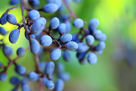 berries, blue, fruit, tree, berry, sweet, fresh