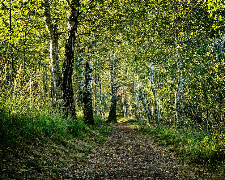 birch, avenue, birch avenue, forest nature, away, path, hiking