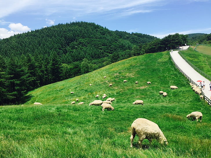 daegwallyeong, Yang, de kudde, een kudde schapen, Ranch, veld, hemel