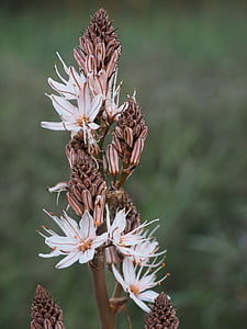 asphodel perfumado, flor, flor, flor, Branco, arbusto, Asphodelus ramosus