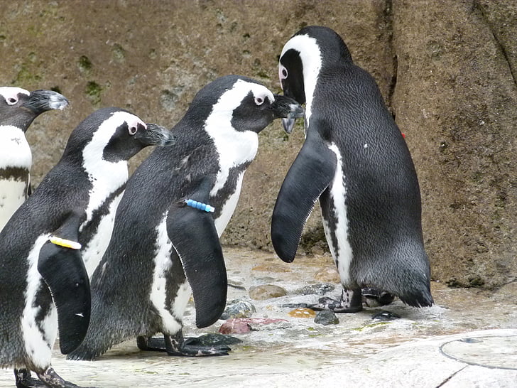 tučňák brýlový, Aves, Skupina, Spheniscus demersus, pták, zvíře, oceán
