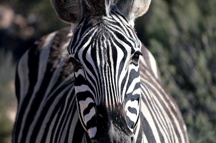 Зебра, едър план, дива природа, природата, шарени, бозайник, Африка